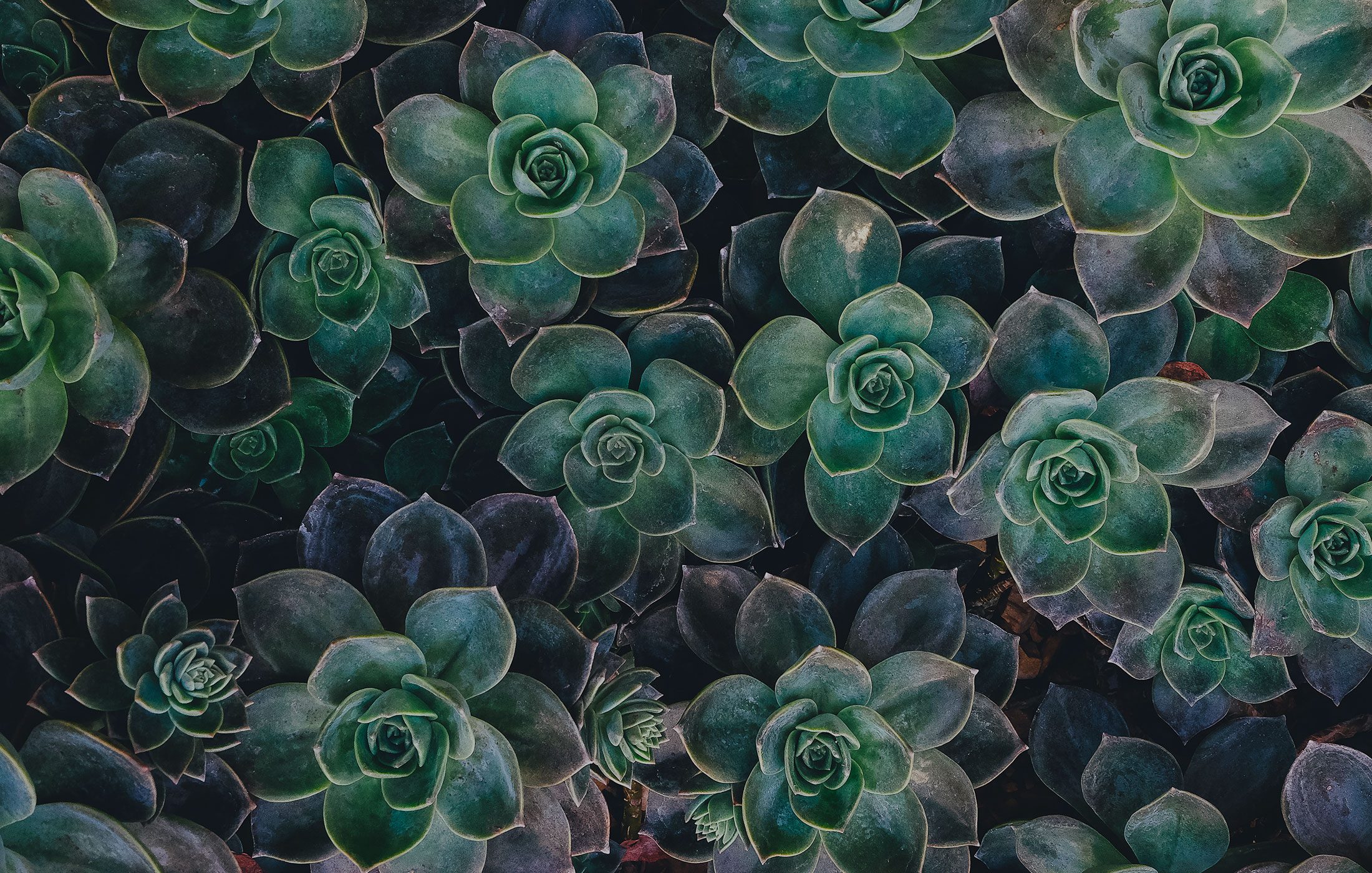 What Does Nature Have To Do With Border Collie Behavior?