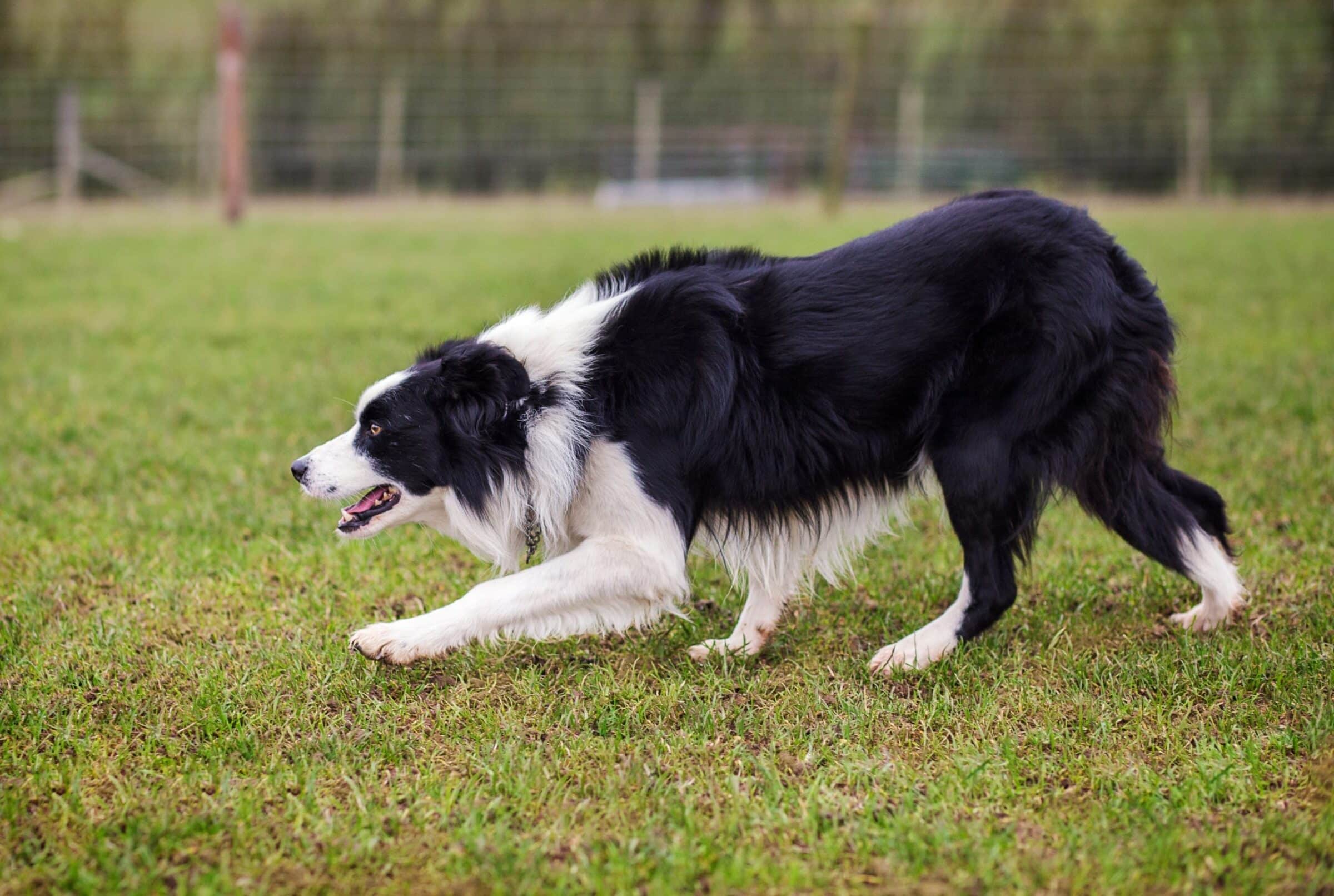 What Does Nature Have to Do With Border Collie Behavior?