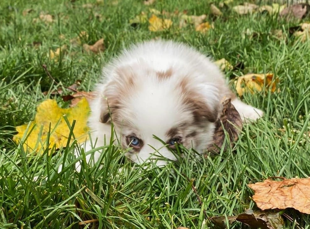 Bringing Your New Puppy Home Series: First 48 Hours Checklist