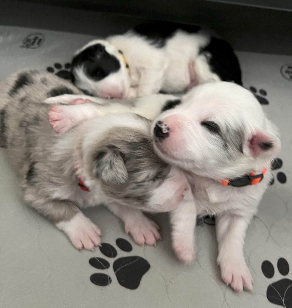 Snuggle Puppy New Puppy Starter Kit – Neutral