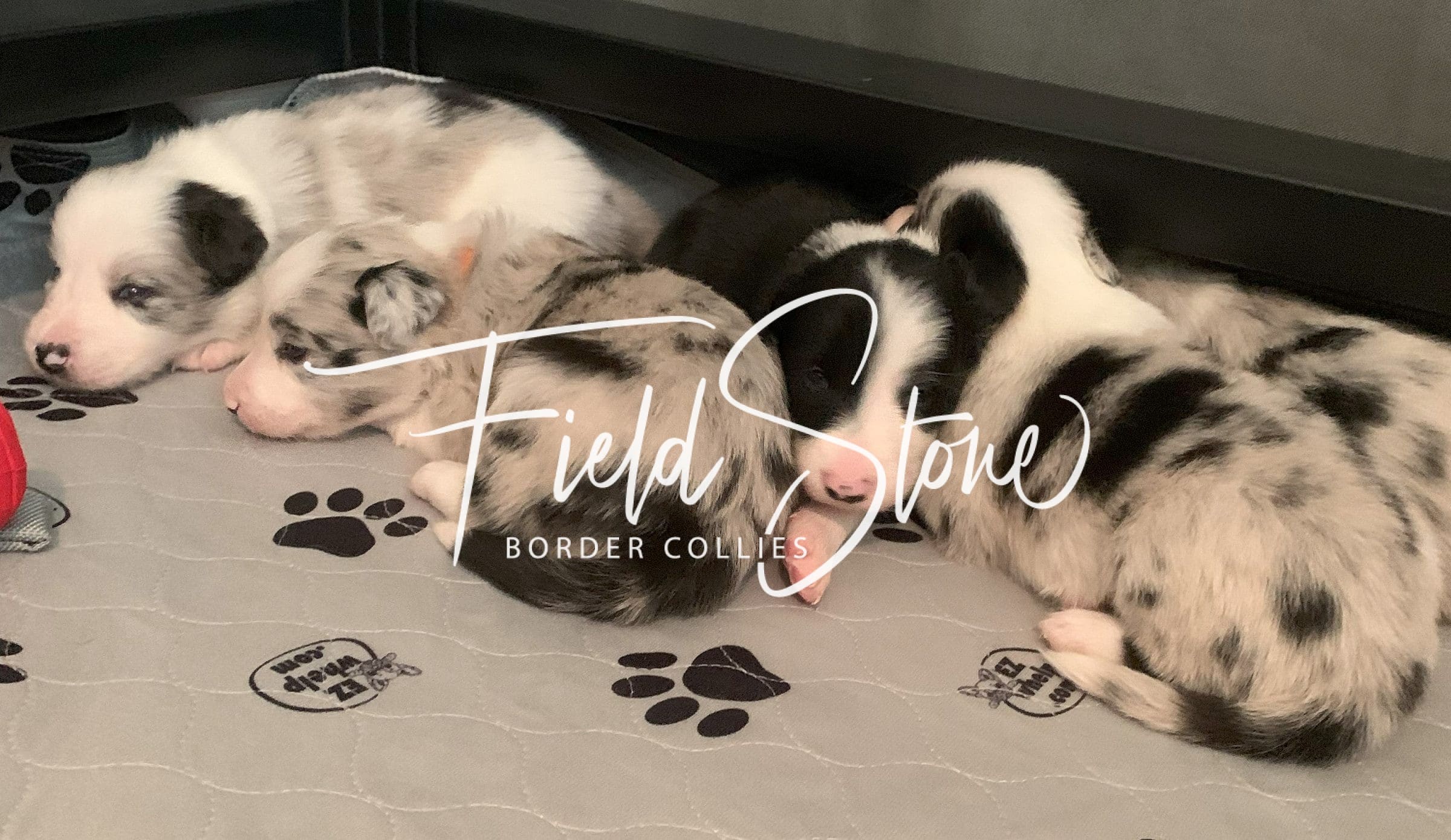 How to Pick a Border Collie Breeder Series: Top 10 Questions to Ask a Breeder