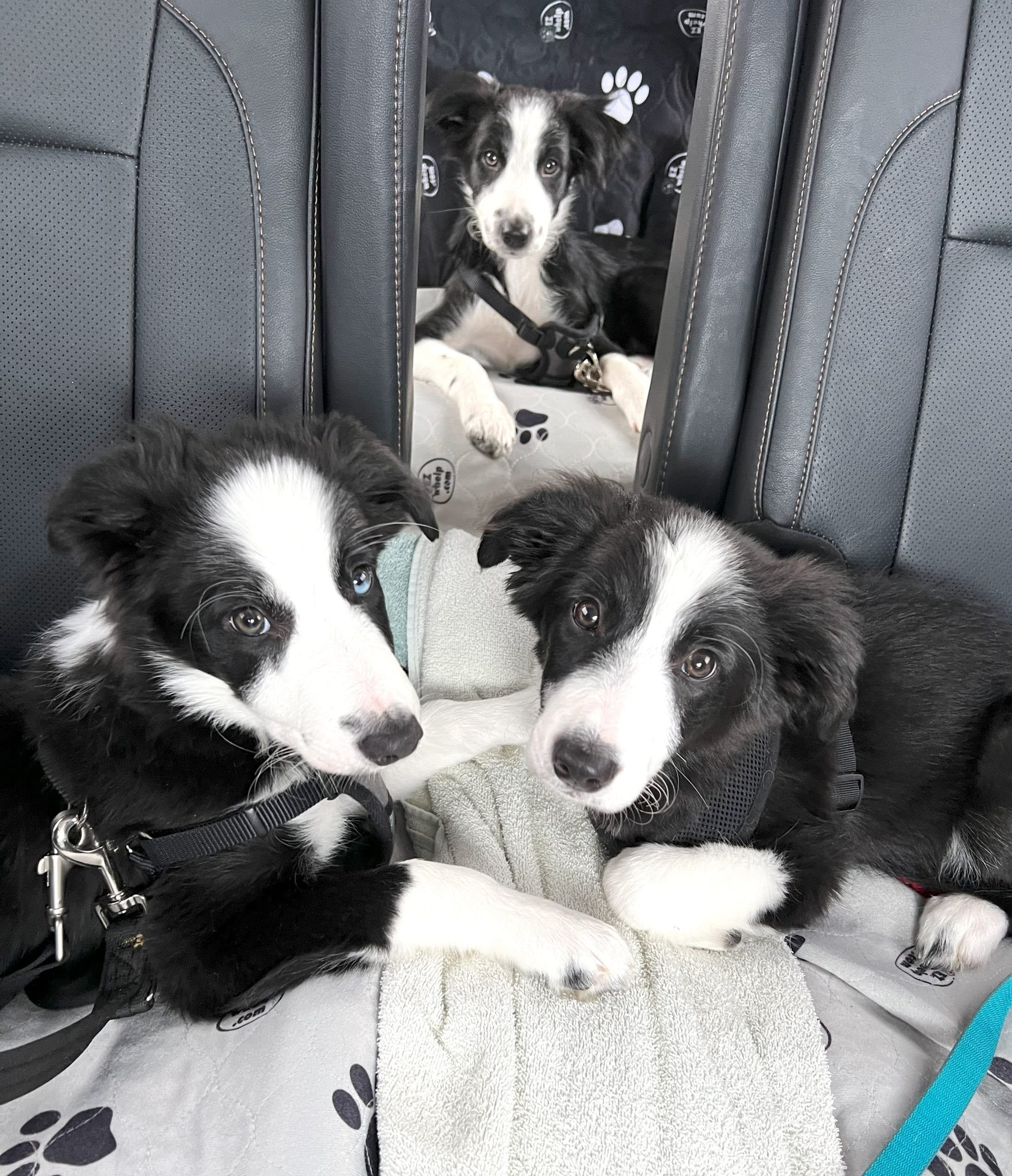 Bringing Your New Puppy Home Series: A Checklist for Supplies