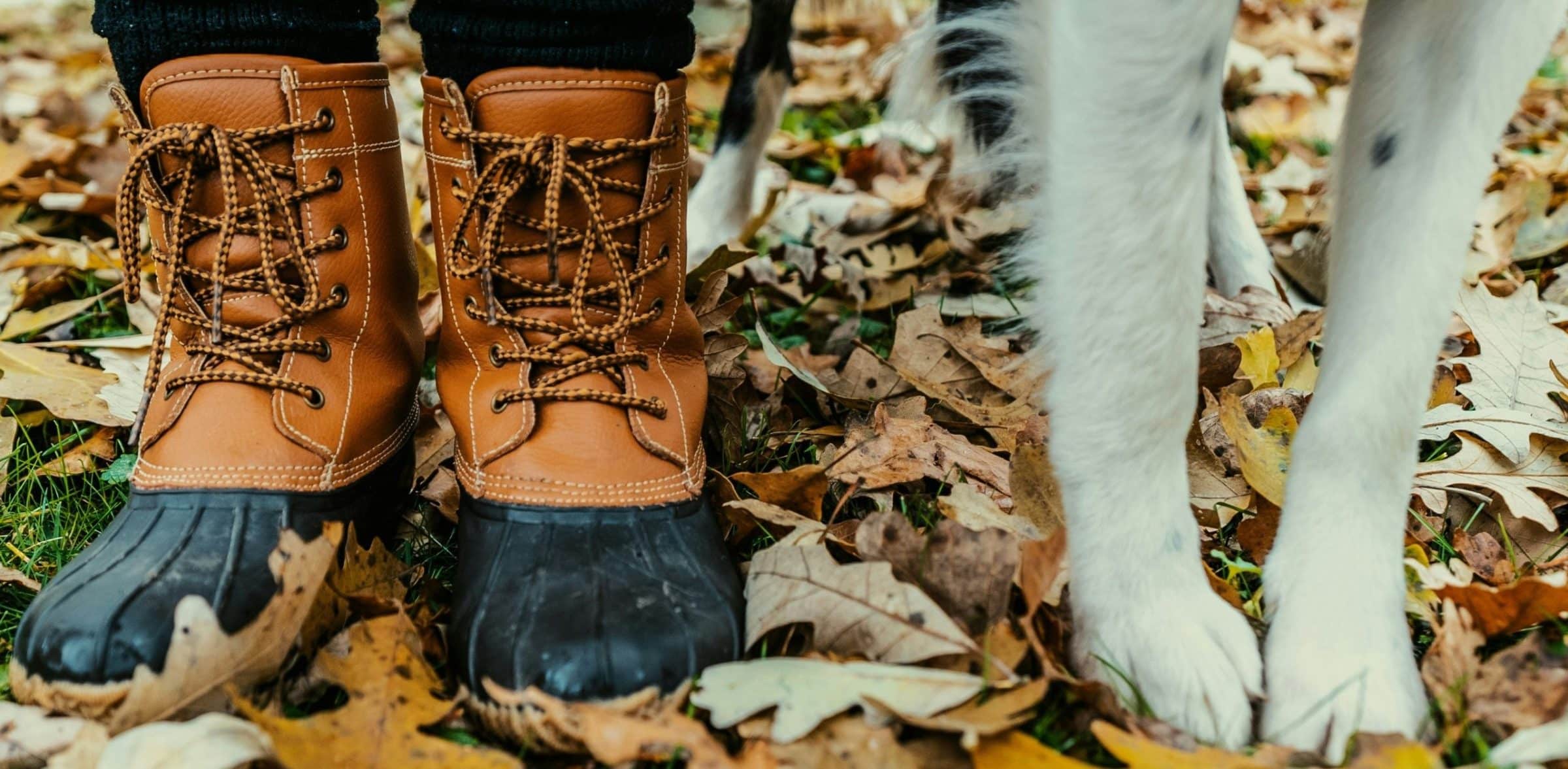 What Is the L.E.G.S.® Model? A Beginner’s Guide for Dog Owners