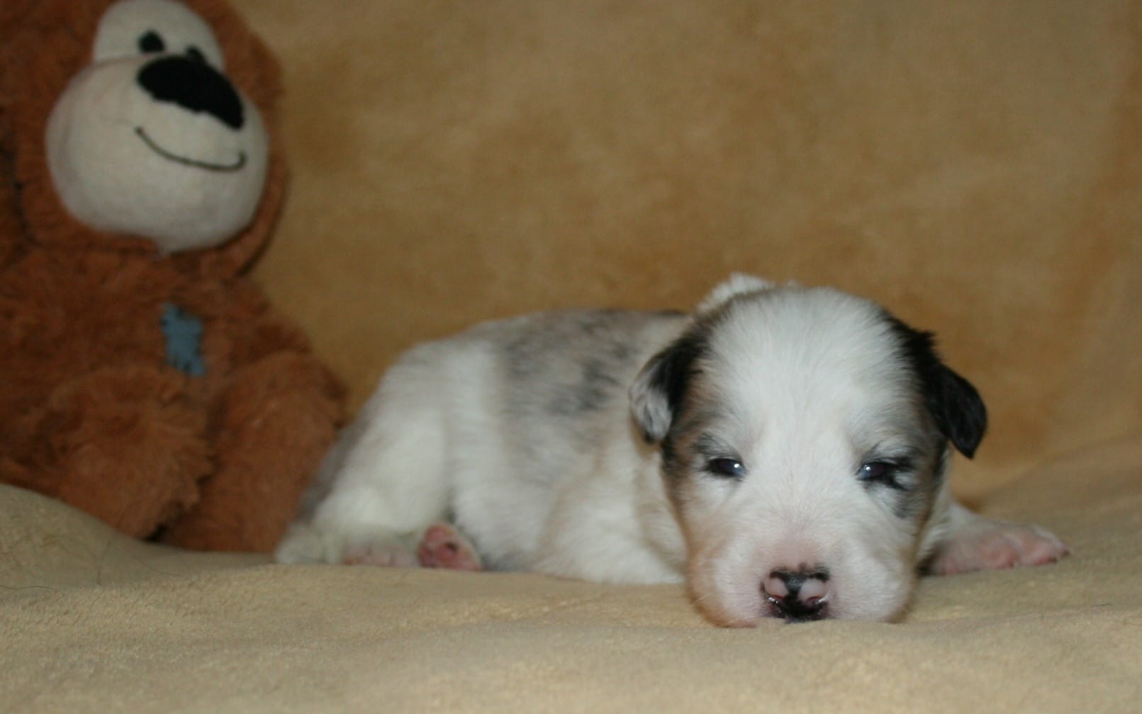 Bringing your New Puppy Home