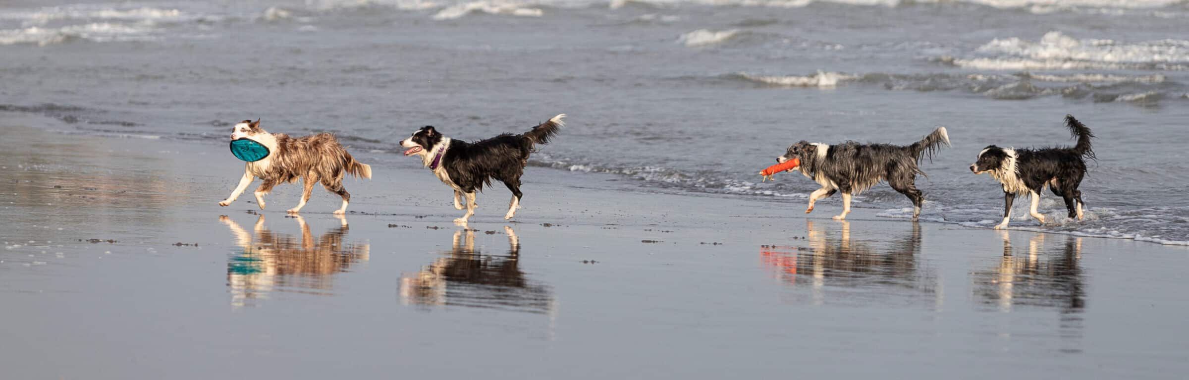 Mental Enrichment for High‑Drive Border Collies Series: Routines That Do More Than Just Tire Them Out