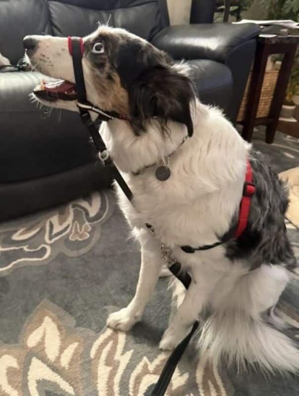 Halti Front Control Harness – Adjustable No‑Pull Dog Harness for Front‑Clip Leash Training