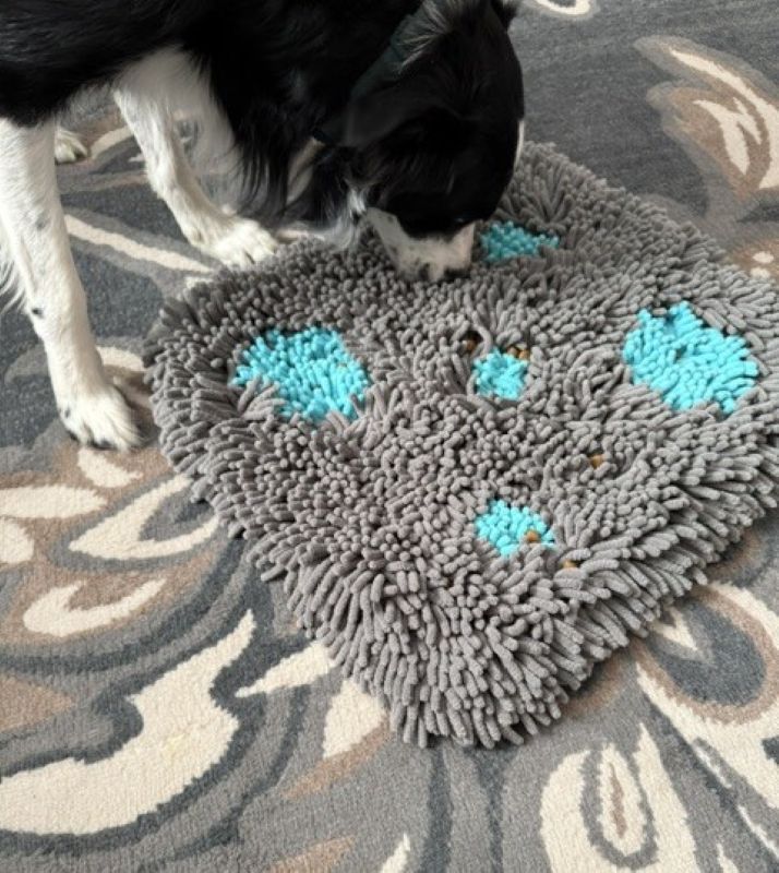Pet Parents Forager Slow Feeder Cat & Dog Snuffle Mat & Feeding Mat