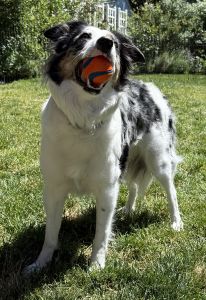 Chuckit! Ultra Ball Dog Toy (New)