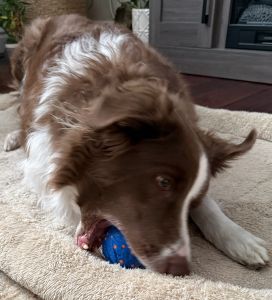 Cheerble Smart Interactive Dog Toy