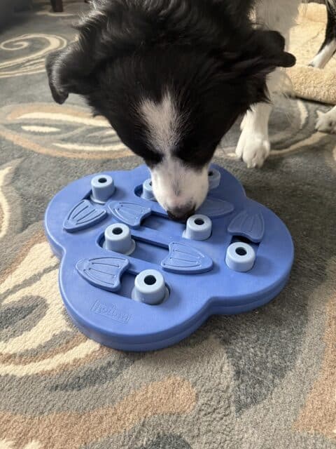 Outward Hound Nina Ottosson Puppy Hide N’ Slide Treat Puzzle Enrichment Dog Toy