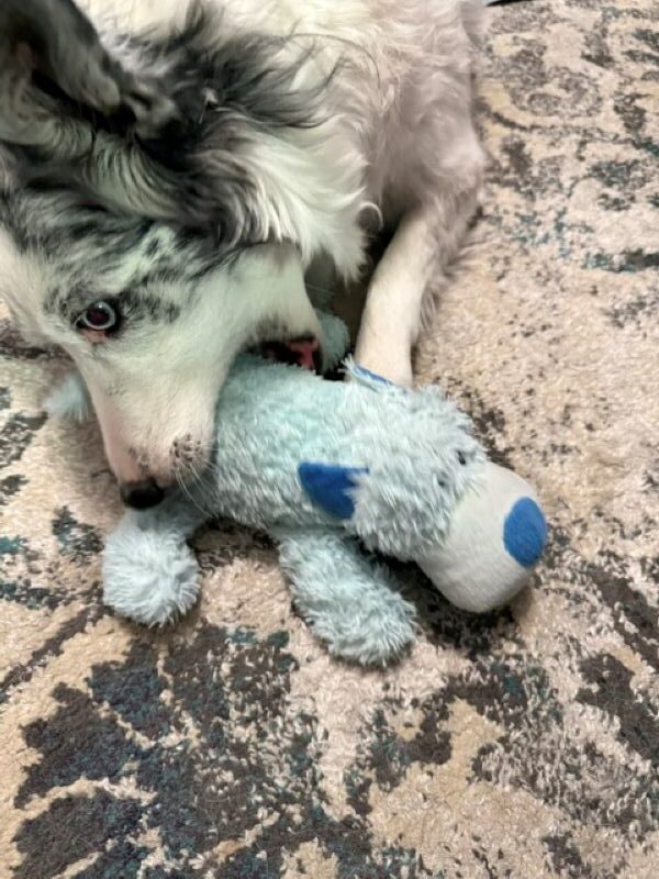 KONG Cozie Baily The Blue Dog Plush Toy